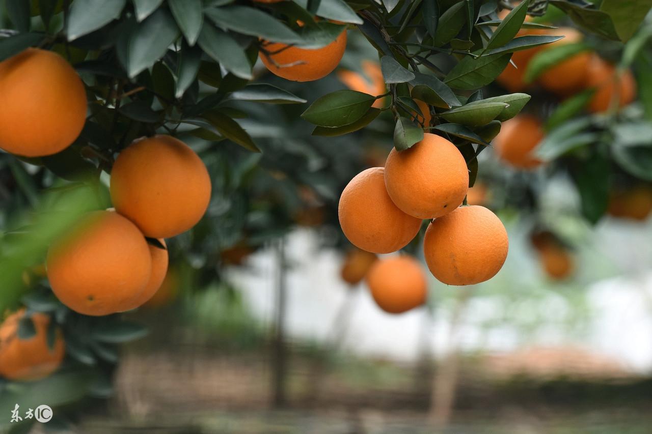 脐橙的营养价值和功效与作用